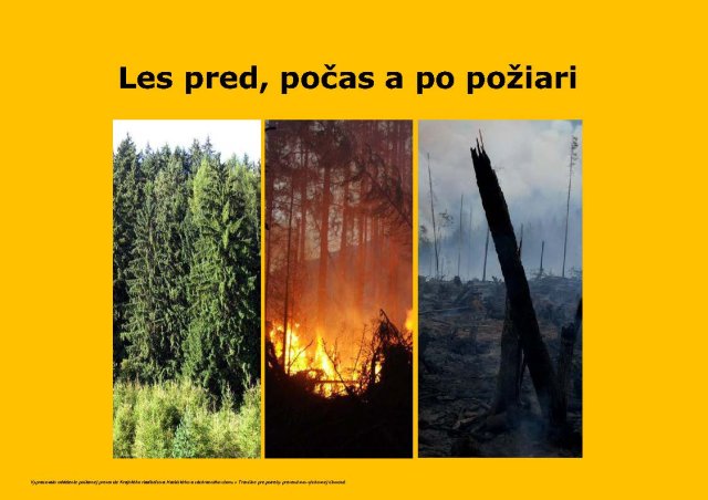 Les pred, počas a po požiari