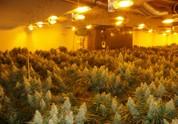 zaistená marihuana pestovaná tzv. indoorovým spôsobom